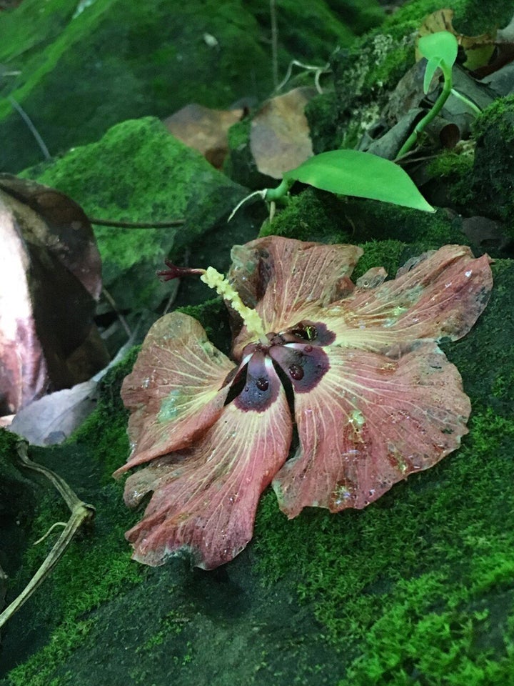 Une fleur d’hibiscus (symbole de l’énergie féminine) que nous avons trouvée lors d’une randonnée. En Polynésie française, une femme porte une fleur d’hibiscus derrière l’oreille gauche si elle est mariée ou si elle a un copain, et derrière la droite si elle est célibataire et disponible.