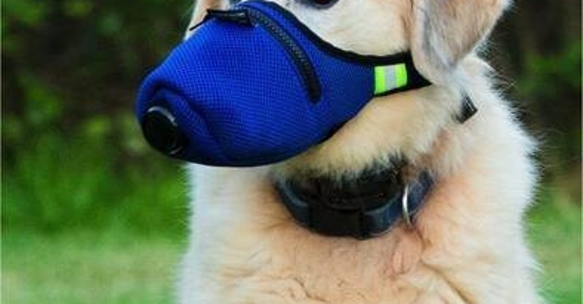 Face Au Coronavirus La Chine Panique Pour Ses Chiens Le Huffpost