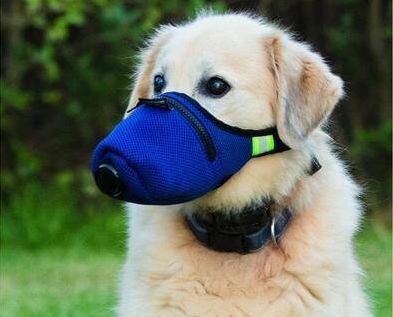 Les masques de protection pour les chien devaient à l'origine les protéger de la pollution....
