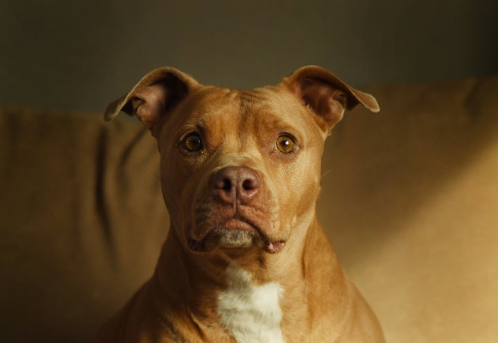 Merry, who moved from Denver to Arvada, Colorado, with her owner because of the city's pit bull ban, looks at the camera at h