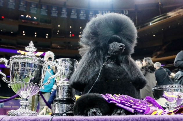 Siba, the standard poodle, wins Best in Show in the 144th Westminster Kennel Club dog show Tuesday.