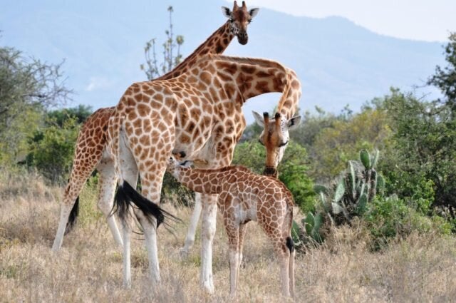 giraffe predators threats giraffe predators threats