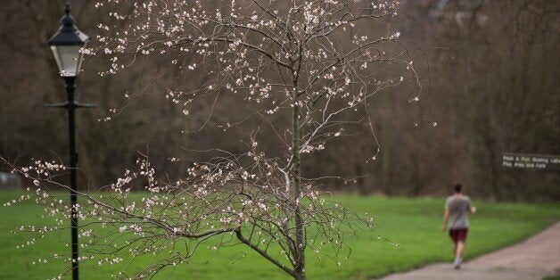 Blossom is seen on trees in Alexandra Palace Park, north London on December 18, 2015. Parts of Britain continue to enjoy unseasonably warm weather today with temperatures expected to reach 16C (60.8F) in the London area. AFP PHOTO / LEON NEAL / AFP / LEON NEAL (Photo credit should read LEON NEAL/AFP/Getty Images)