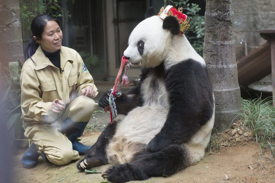 Giant Panda Basi Celebrates 35th Birthday In Fuzhou