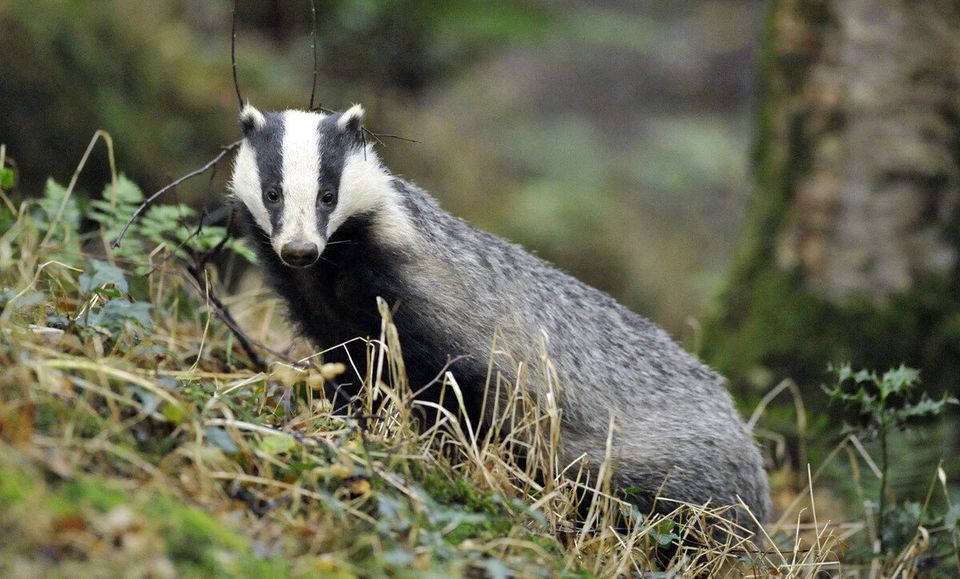 He Attacked 'The Badger Lobby'