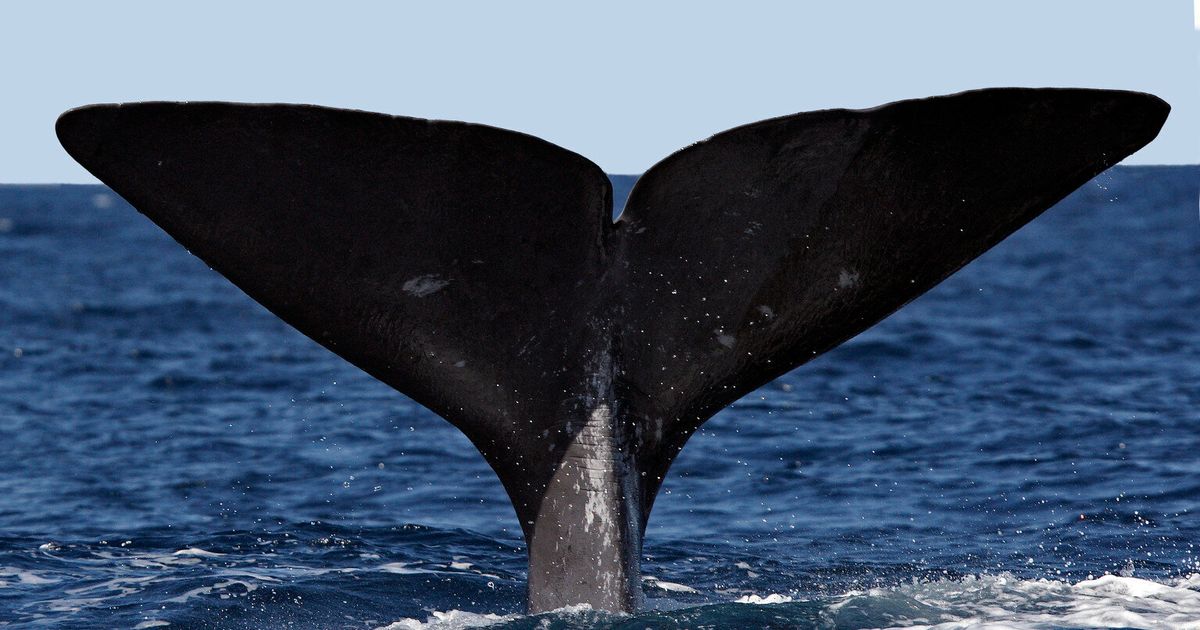 Whither Japanese Whaling | HuffPost UK News