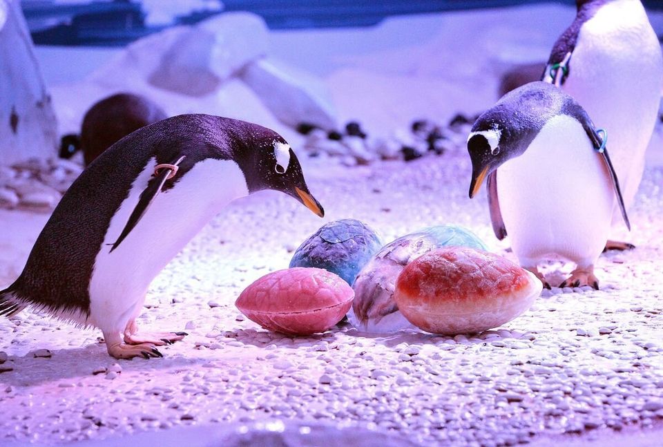 Penguins get Easter egg treats - Sea-Life Aquarium London