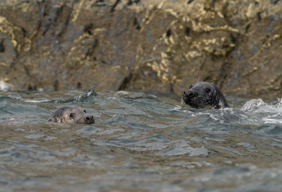 Atlantic Grey Seals