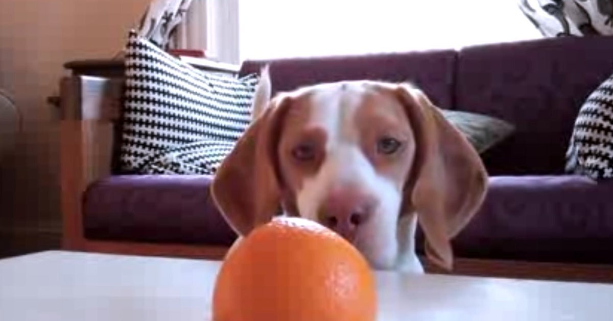 Dog Vs Orange (VIDEO) HuffPost UK Comedy