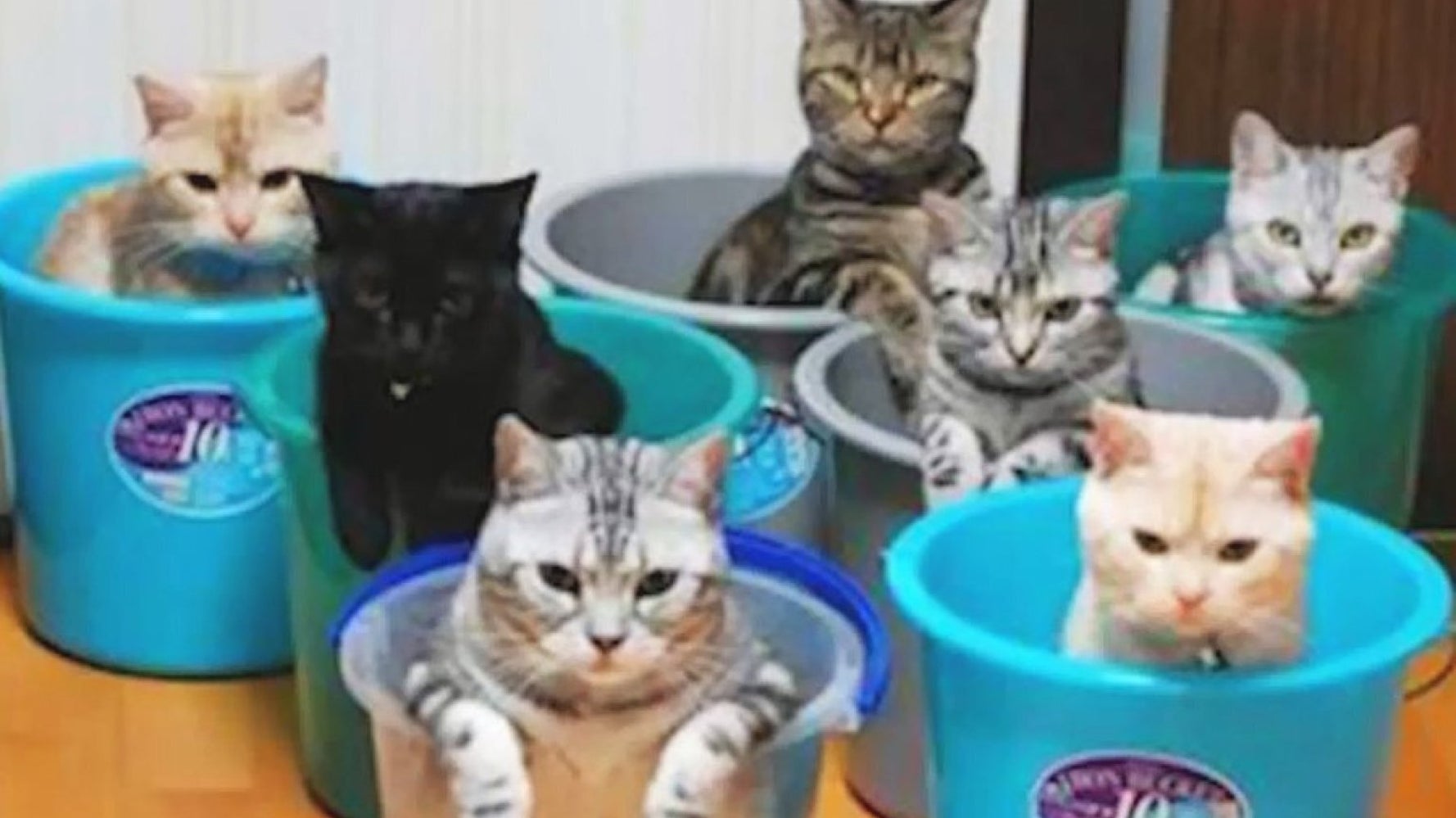 Why Cats Are Better Than Dogs (VIDEO) HuffPost UK Comedy