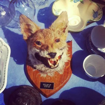 bad taxidermy fox