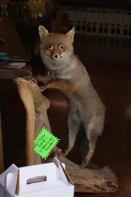 Weird stuffed sale fox