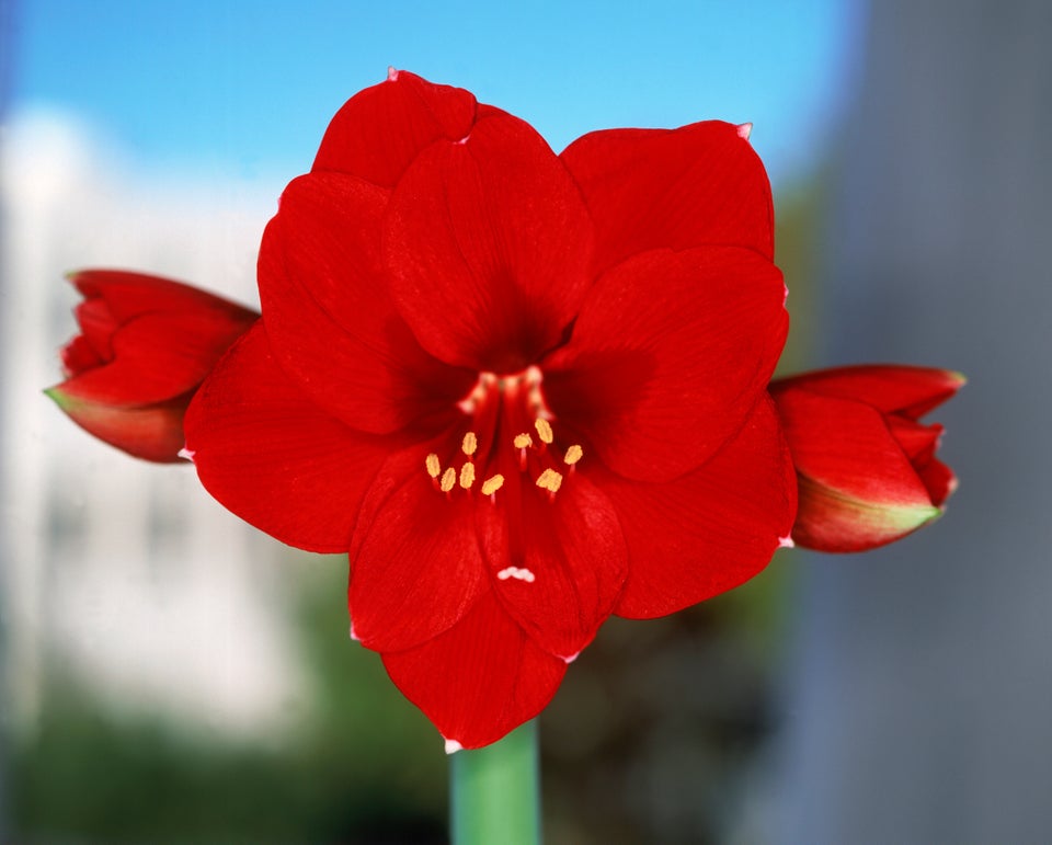 A blooming plant