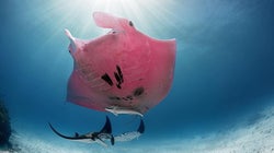 ピンクマンタの撮影に成功。世界に一つだけの美しい姿