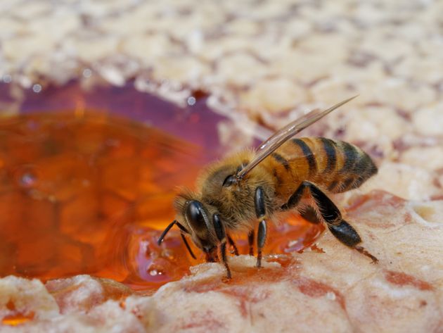 Les abeilles permettent la reproduction de 3/4 des plantes à travers le monde. Leur disparition...