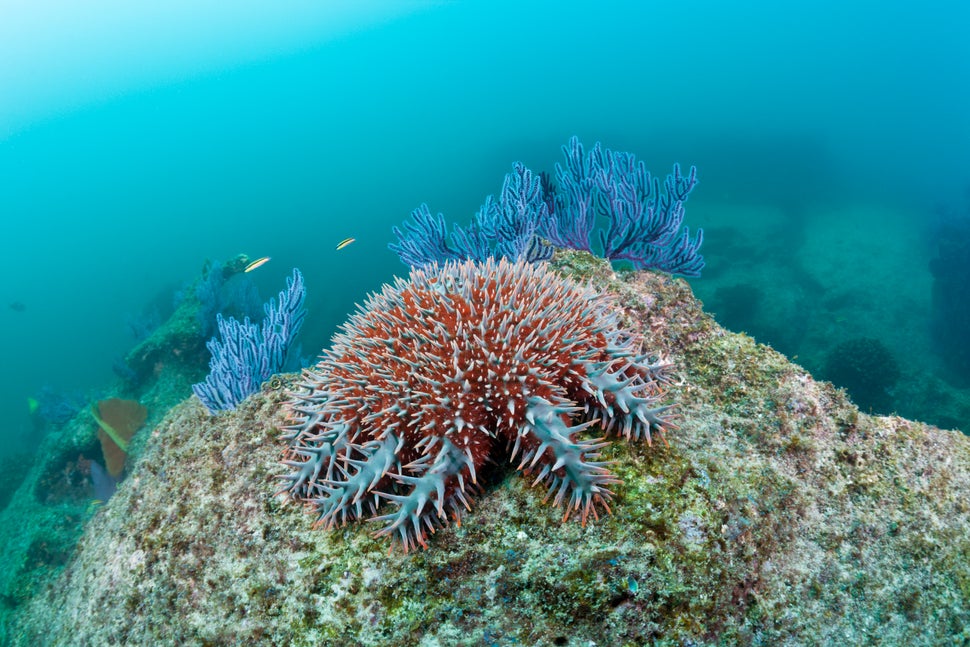 The colorful coral reef in Cabo Pulmo National Marine Park in Mexico.