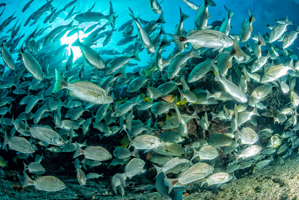 Fish swirl around a once again thriving coral reef in Mexico's Cabo Pulmo National Marine