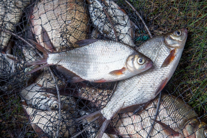 Croire que la vie d'un poisson à moins de valeur que la nôtre parce qu'il n'a pas les mêmes capacités cognitives que nous, c'est un exemple de spécisme.