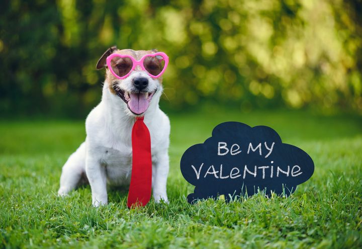Valentine's Day Quotes: 20 Funny Phrases To Share With Your Loved One |  HuffPost UK Life