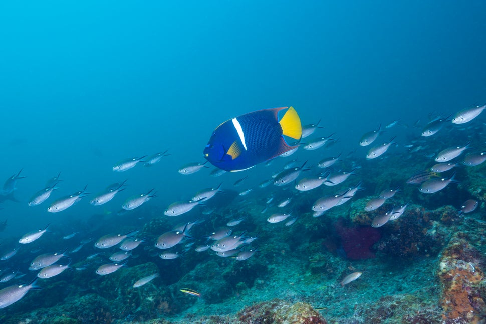 A King Angelfish swims in the Cabo Pulmo Marine National Park in Mexico.