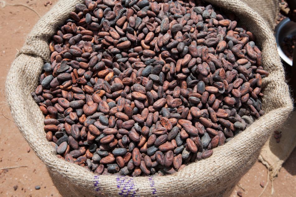 Ghana is the second-largest producer of cocoa in the world, so the Ghana Tourism Authority recently launched its Cocoa Ecotourism Initiative to promote cocoa farms as a tourist attraction. Indeed, travelers can take tours to learn about the history and current practice of cocoa production in the country.