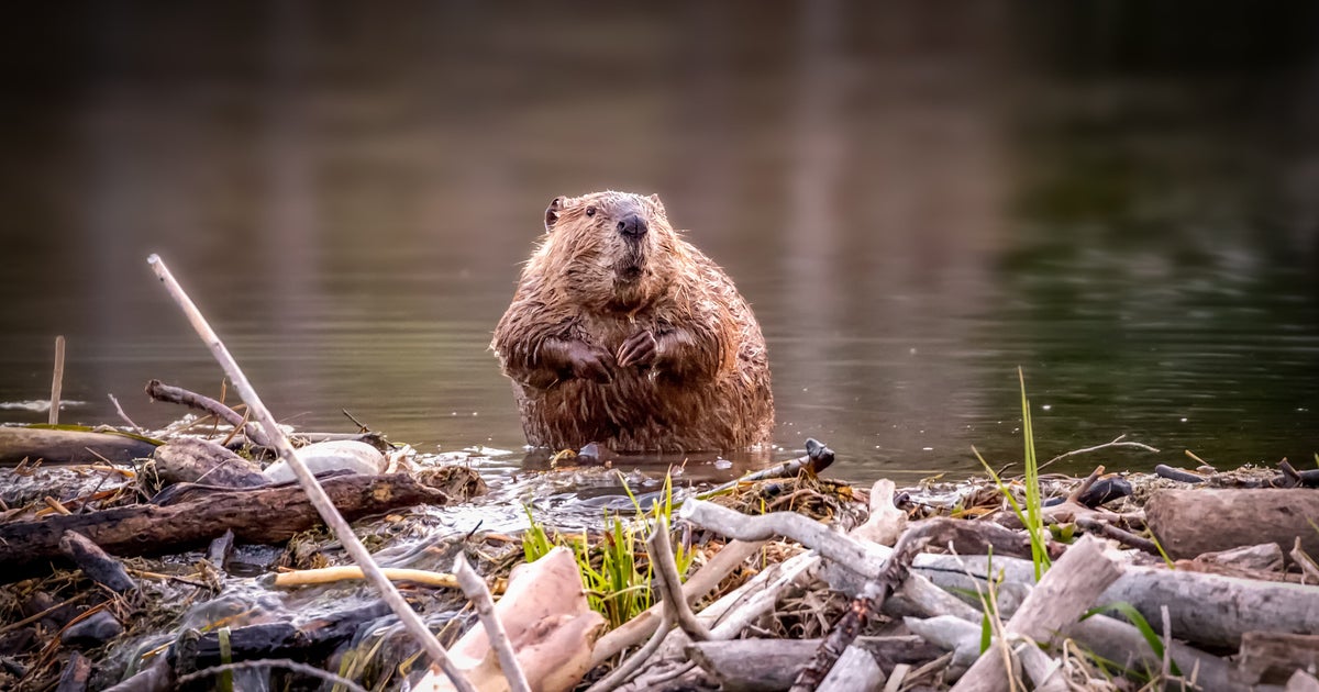 I Castori Sono Alleati Dell Ambiente Lo Studio Inglese Riabilita La Figura Dei Roditori L Huffpost