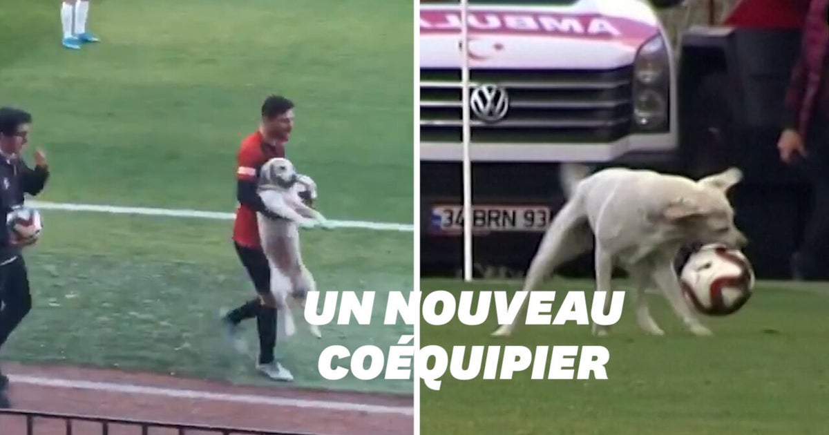 Ce chien a débarqué en plein match de foot et il avait très envie de jouer