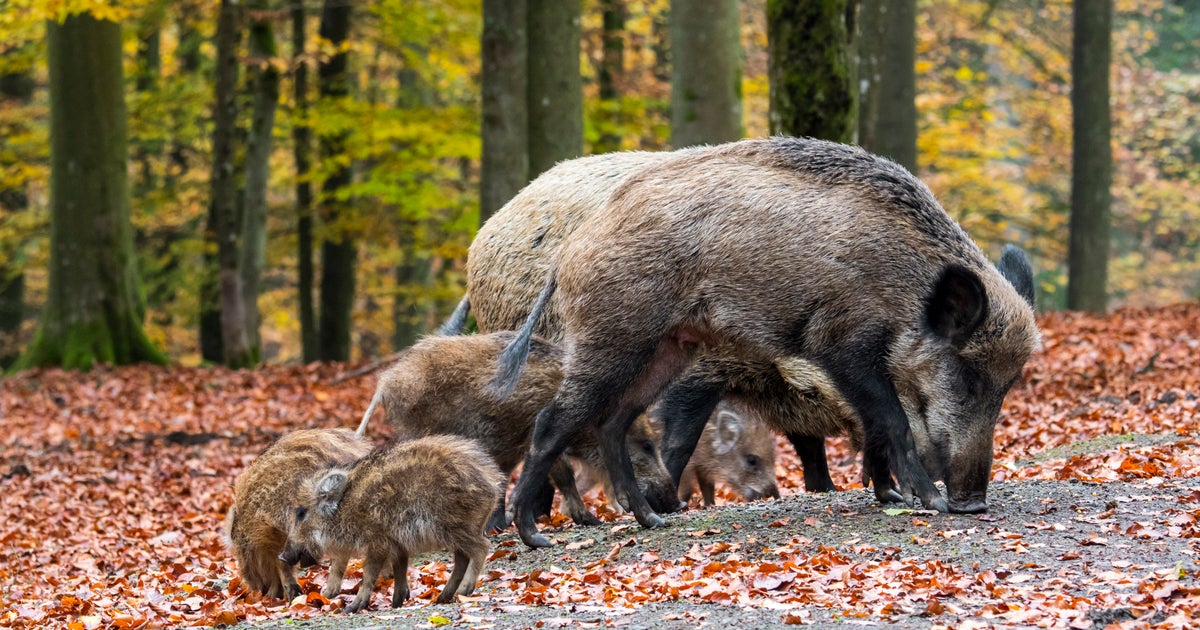 L Ouverture De La Chasse Avancee La Lpo Accuse Le Gouvernement Le Huffpost L Ouverture De La Chasse Avancee La Lpo Accuse Le Gouvernement Le Huffpost