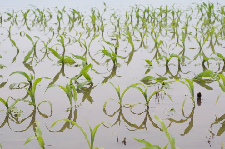 Flooding in the Midwest can have devastating consequences on crops.