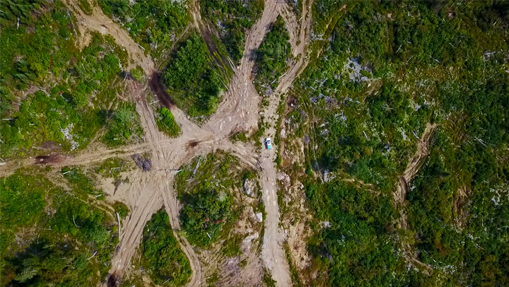 Logging roads, as captured by a drone, scissoring through boreal forest in northern Ontario.