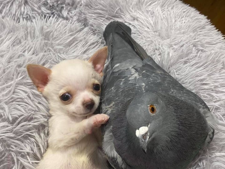 룬디와 허먼