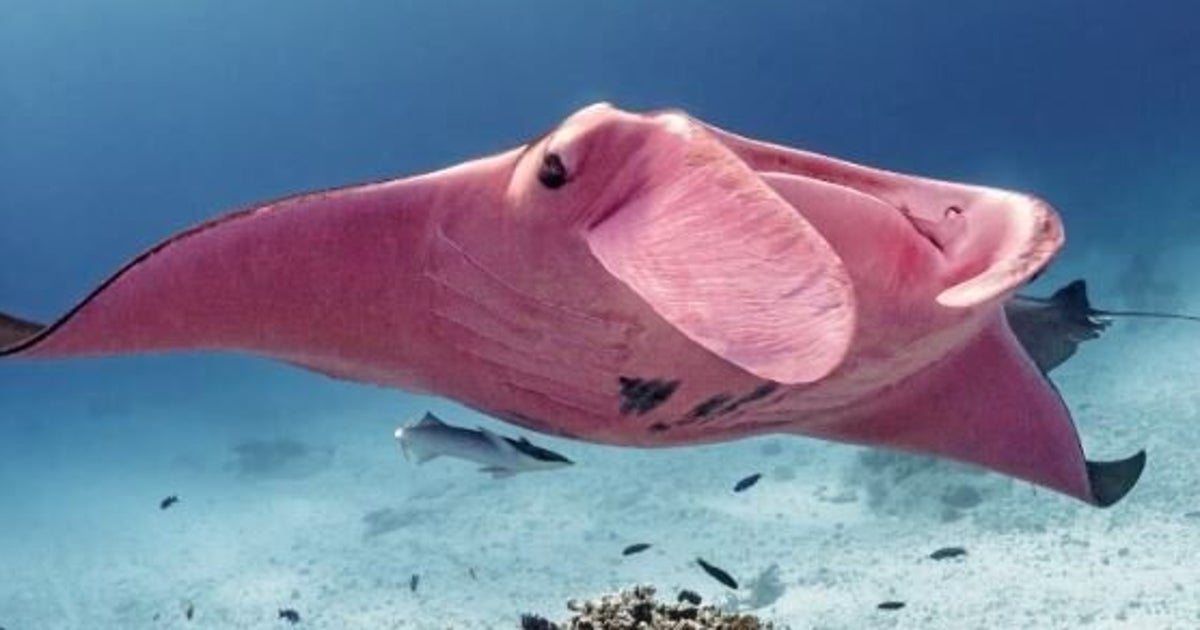La Seule Raie Manta Rose Connue A Ete Exceptionnellement Photographiee Le Huffpost La Seule Raie Manta Rose Connue A Ete Exceptionnellement Photographiee Le Huffpost