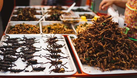 Pourquoi les insectes ne sont-ils toujours pas dans nos