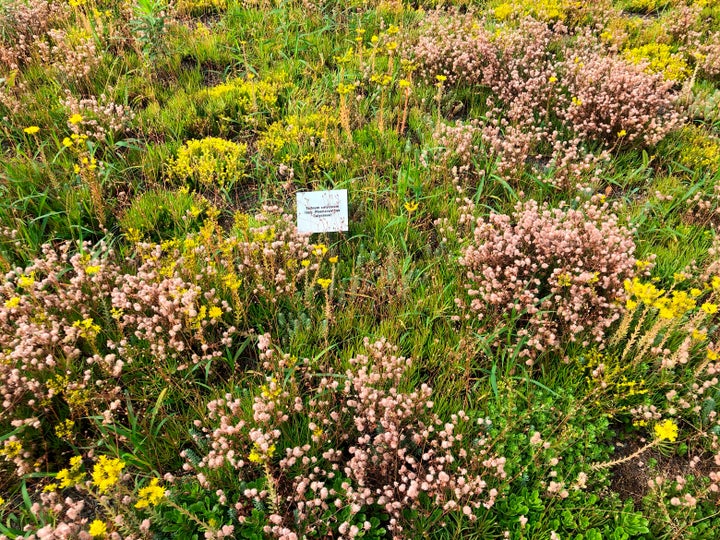 Flowers bloom on the green roof at the World Wildlife Fund building in Washington D.C.