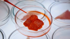 La viande in vitro est-elle vraiment meilleure pour la planète