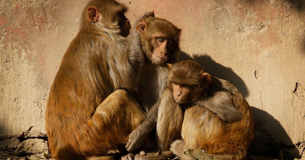 The monkey selfie lawsuit lives - The Verge