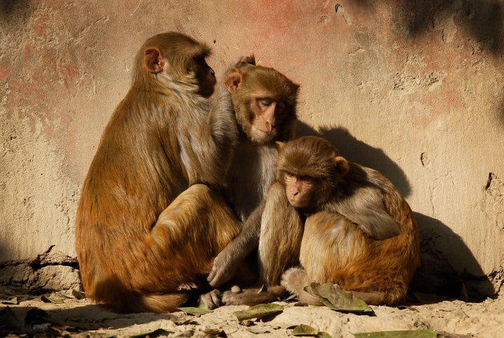 Monkeys enjoy early morning sun after a cold night outside the Taj Mahal in Agra, India, Wednesday, Dec. 22, 2010. 