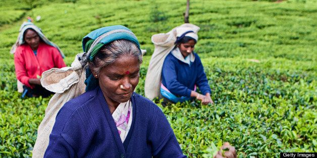 Tamil tea pickers collecting leaves, Sri Lanka