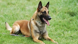 Des chiens capables de détecter le cancer du sein dans la sueur des