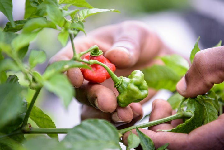 Close up of worker picking bell peppers in Hydroponic farm in Nevis, West Indies