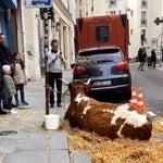 À Paris, cette vache sur le trottoir d'un restaurant n'est pas du goût de tout le