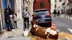 À Paris, cette vache sur le trottoir d’un restaurant n’est pas du goût de tout le