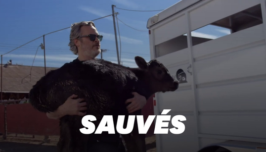 Joaquin Phoenix sauve une vache et son veau de l’abattoir, au lendemain des