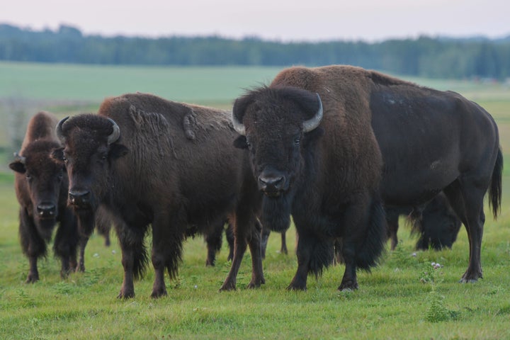 A herd of bison is seen in a field west of Calgary.