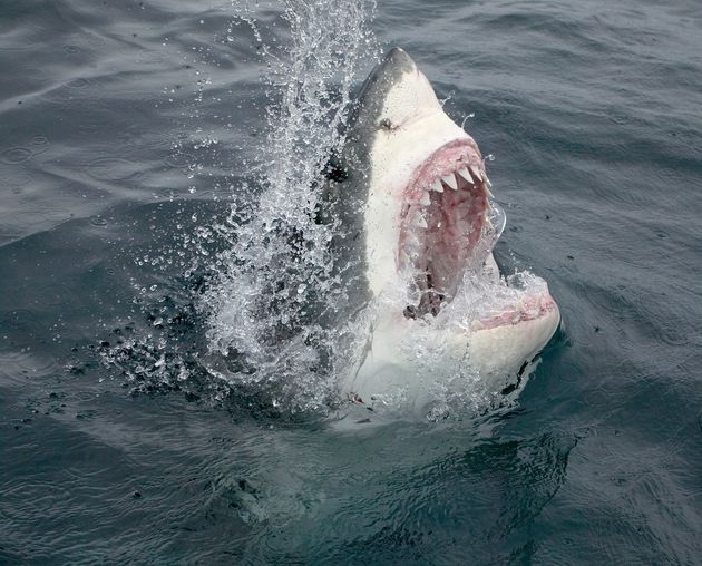 Νέα Ζηλανδία: Σέρφερ επιβίωσε από επίθεση λευκού καρχαρία χτυπώντας και βρίζοντάς