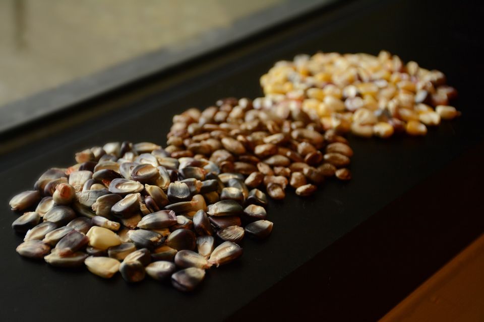 Cherokee Nation seeds destined for the Svalbard Global Seed