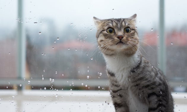A Rennes Les Insoumis Vont Presenter Un Chat Aux Municipales Le Huffpost A Rennes Les Insoumis Vont Presenter Un Chat Aux Municipales Le Huffpost