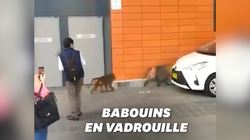 Une chasse aux babouins dans les rues de