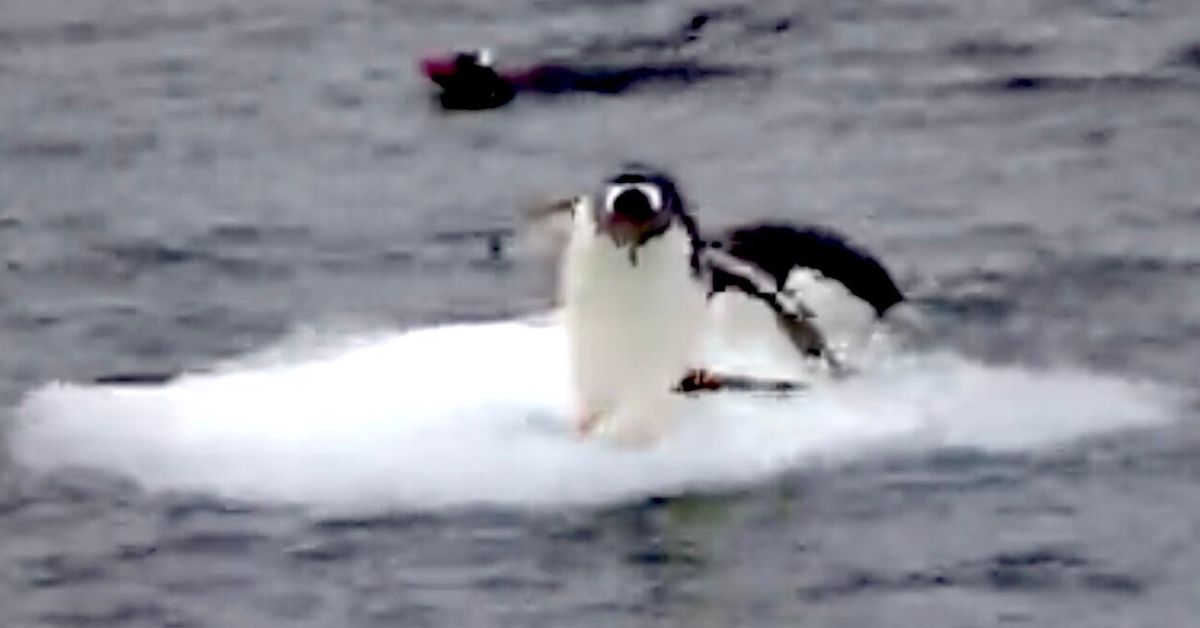 Playful Penguins Struggle To Keep Atop A Slippery Floating Chunk Of Ice ...