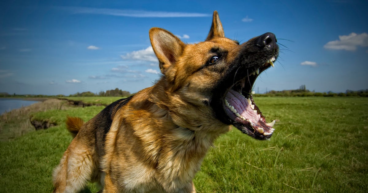 Download Pawn Coated Chihuahua Dog Playing With Bubbles Wallpaper Wallpapers.com